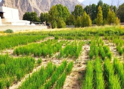 خشکه کاری برنج، روشی مقرون به صرفه در شرایط کم آبی کشور
