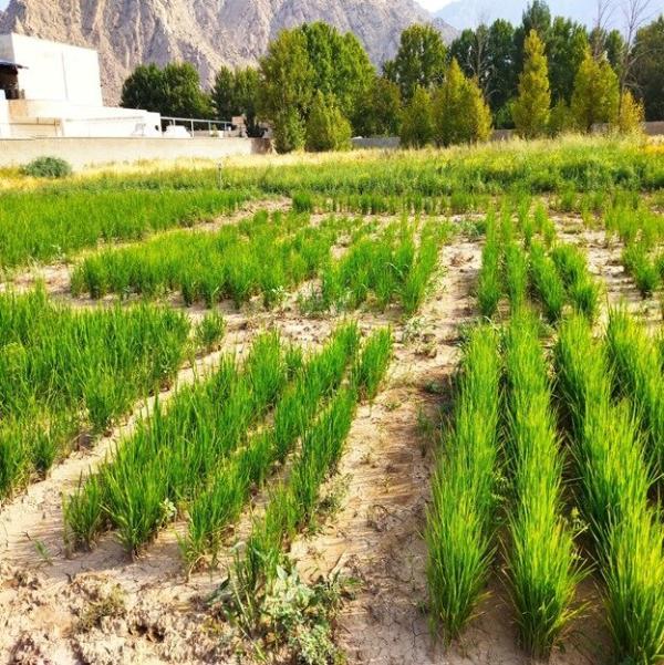 خشکه کاری برنج، روشی مقرون به صرفه در شرایط کم آبی کشور