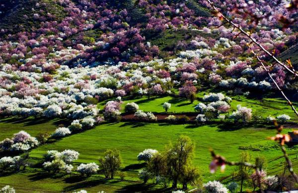 تور چین ارزان: ییلی، دره افسونگر شکوفه های زردآلو در چین