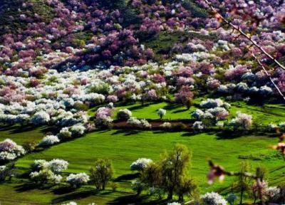 تور چین ارزان: ییلی، دره افسونگر شکوفه های زردآلو در چین